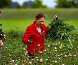 Królewskie kwiaty z Brzozia podbijają świat 