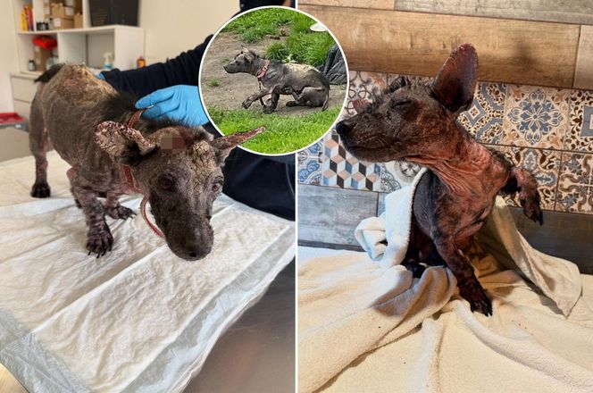 Studentka prawa nie pomogła psu