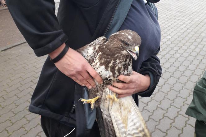 Ranny przed Świętami myszołów trafił z powrotem na wolność