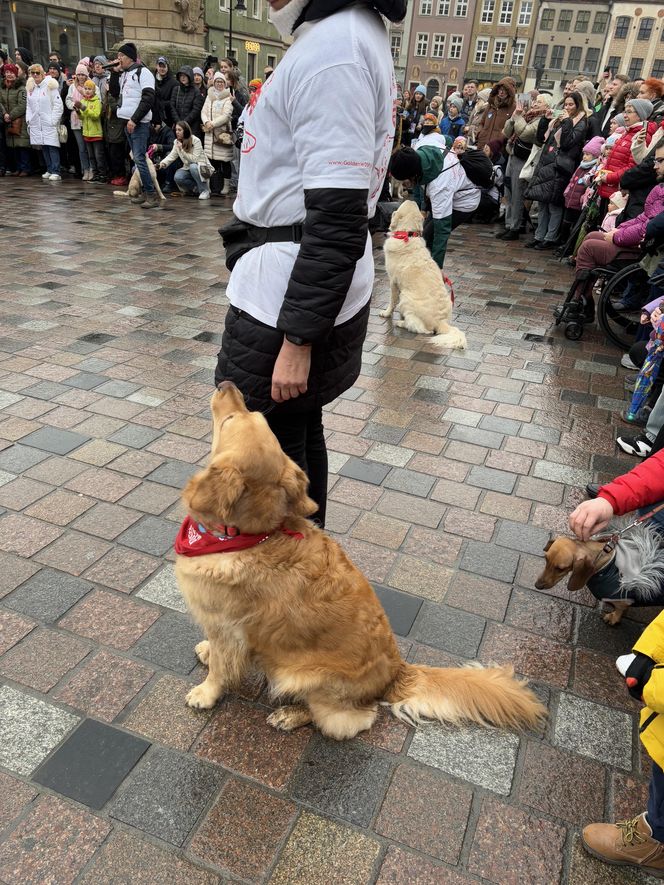 Golden Retriever WOŚP w Poznaniu