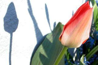 Tulipany na tarasie