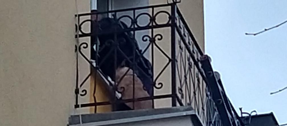 Pies na balkonie
