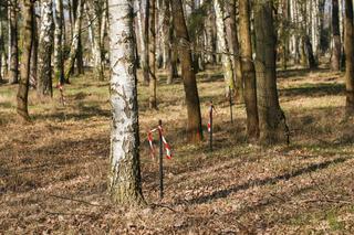 Las Pamięci na cmentarzu Szczecińska w Łodzi