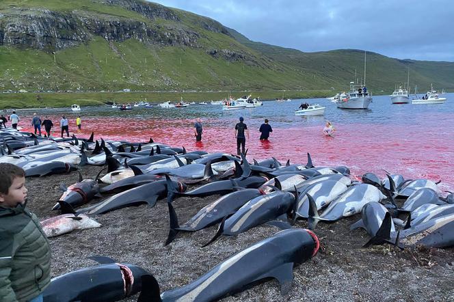 Rzeź delfinów na Wyspach Owczych. Harpunami i nożami zadźgali ponad 1400 zwierząt