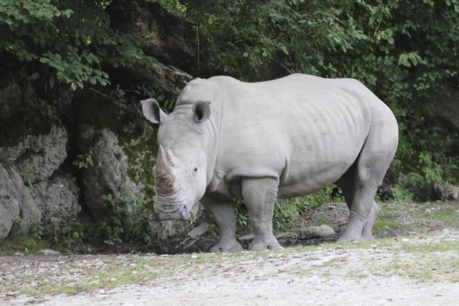 Makabra w zoo! Nosorożec przebił klatkę piersiową swojej opiekunki. 33-latka konała w męczarniach