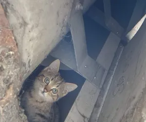 Jak on tam wlazł?! Wrocławska straż miejska uratowała małego kotka, który utknął w filarze! [ZDJĘCIA]