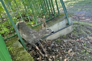 Strażacy 2 razy uratowali sarenkę.