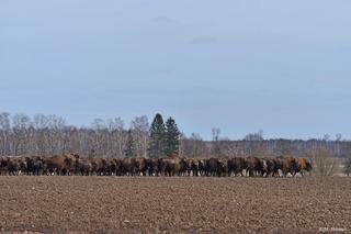 Wielkie stado żubrów zablokowało drogę z Krynek do Sokółki. Kierowcy ledwo policzyli liczbę sztuk! 