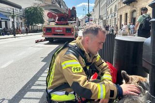Pies biegał po dachach w Warszawie