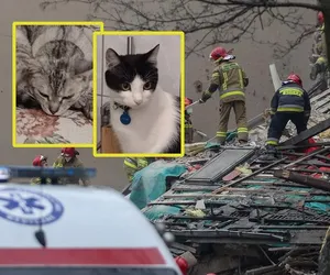 Rodzina wikariusza po wybuchu w Katowicach szuka swoich kotów. Jednego udało się znaleźć 