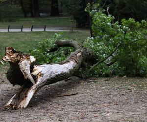 Park wilanowski zamknięty po burzy w Warszawie