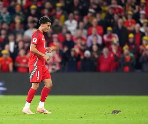 Courtois okiełznał szczura