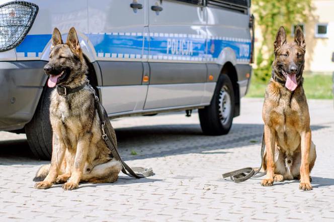 Dwa nowe owczarki poznańskich policjantów