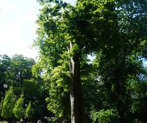 Park Miejski w Sandomierzu