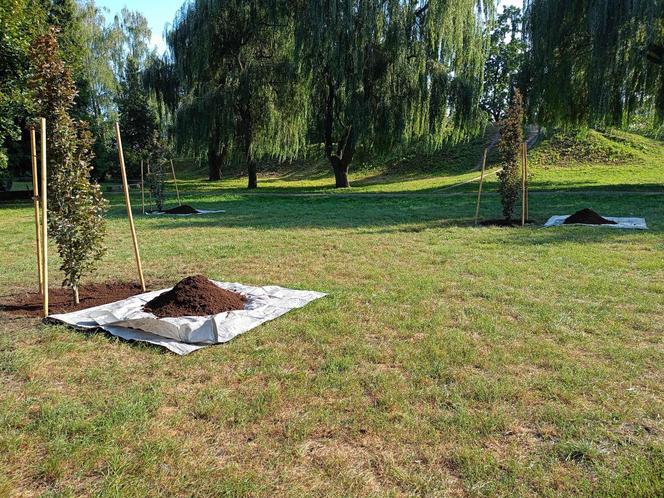 Trzy młode buki purpurowe na Skwerze Leśników Polskich wspólnie zasadzili pracownicy Nadleśnictwa Siedlce i Lasów Państwowych, władze miasta Siedlce i radni.