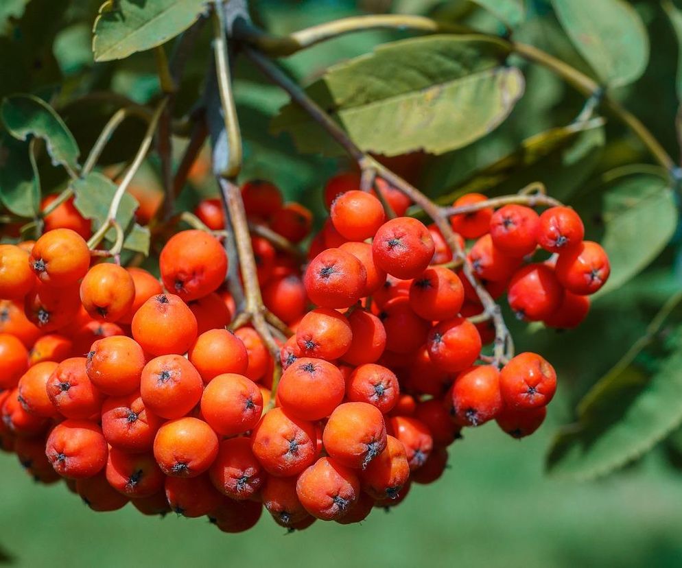 Zbierz te owoce zanim przyjdzie zima. Pomogą nie tylko na infekcje układu moczowego 