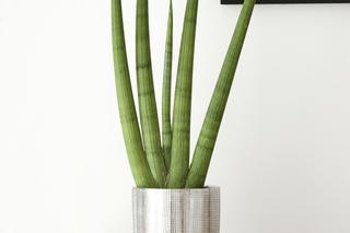 Sansewieria cylindryczna (Sansevieria cylindrica)