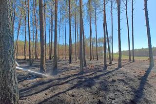 Pożar w Puszczy Noteckiej