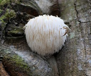 Magiczne grzyby największym zagrożeniem. Objawy zatrucia odczuwa się latami