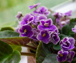 Fiołek afrykański – sekrety pielęgnacji, które musisz znać!