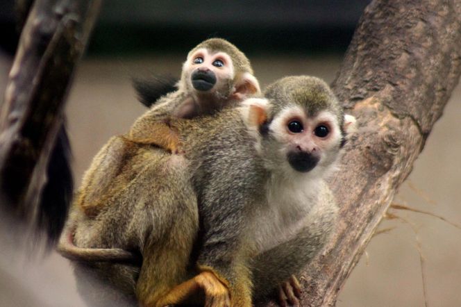 Cud narodzin w Warszawskim ZOO. Rozkoszne sajmirki podbijają wybieg