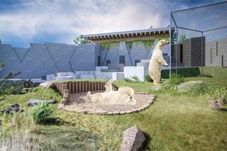 Nowiutki basen w Warszawskim ZOO to dopiero początek! Wybudują luksusowy wybieg dla niedźwiedzi