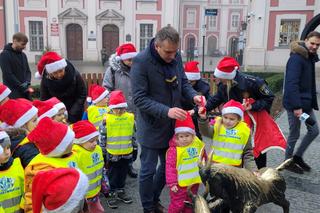 Poznańskie koziołki w świątecznych kubrakach