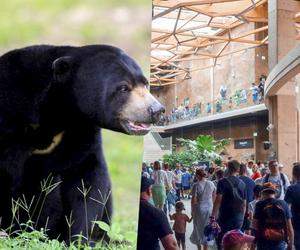 Niedźwiedź zaatakował lekarza w zoo w Łodzi! Mężczyzna przeszedł zabieg