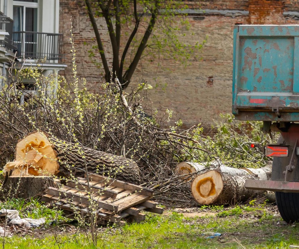 Czy mogę wyciąć drzewo na swojej działce? Jakie drzewa można wycinać bez zezwolenia - obwód pnia ma znaczenie