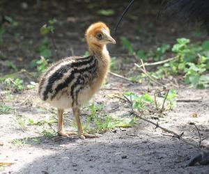 W Warszawskim ZOO wykluł się kazuar hełmiasty