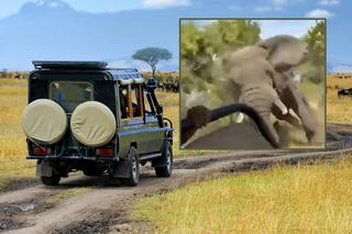 Słoń zabił turystkę na safari! Wszystko się nagrało, wstrząsające wideo