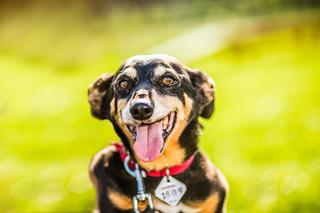 Trwa akcja Rekordowa Miska z Ceneo