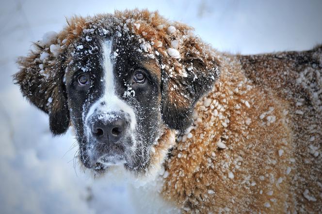  Atak zimy: Mróz i ostrzeżenie przed intensywnymi opadami śniegu dla Podkarpacia 