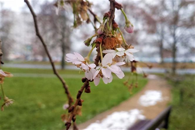 Atak wiosny w Szczecinie. Drzewa obsypały się kwiatami!