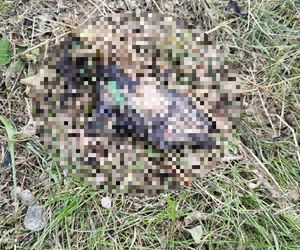 Ślady zbrodni na drodze, spalone ubrania ofiary spod Grójca. Sąsiedzi: Myśleliśmy, że to mafijne porachunki