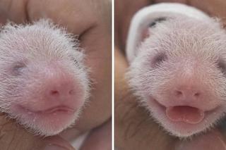 Panda wielka i jej bliźnięta 