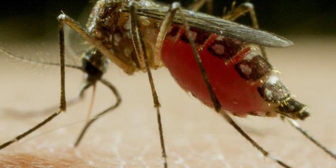 KOMAR – ŚMIERTELNY WRÓG CZŁOWIEKA  MOSQUITO