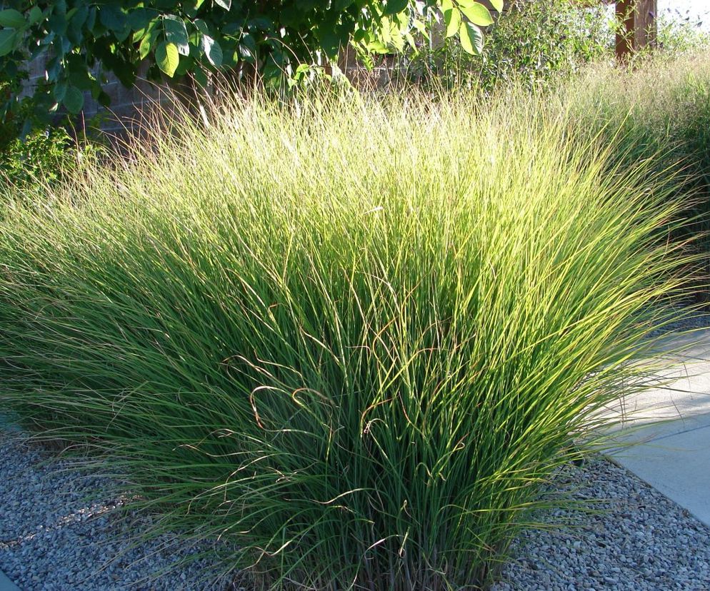 Miskant chiński ‘Gracillimus’