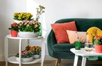 Kalanchoe w grupie