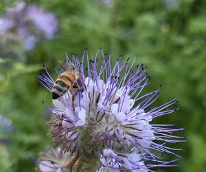 Łąki kwietne na Podkarpaciu