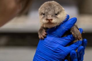 Wydrzątka z łódzkiego ZOO