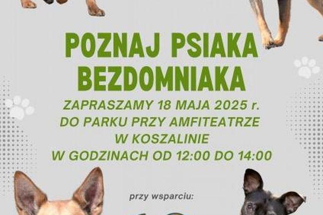 Poznaj psiaka bezdomniaka w Koszalinie