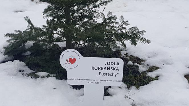 Drzewa dla sosnowieckiego hospicjum