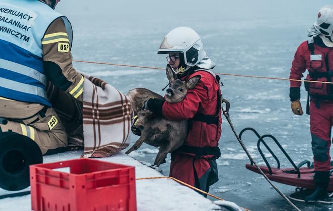 Strażacy z OSP Wolin ratowali sarenkę uwięzioną na lodzie