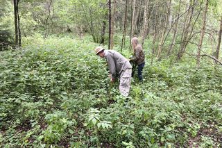 Inwazja obcych w woj. warmińsko-mazurskim. Te gatunki niszczą ekosystem
