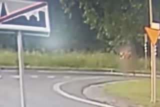 Lubin. Etiopczycy bez ubrań biegali po ulicach miasta