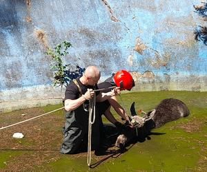 Ostrów Mazowiecka: Służby na ratunek łosia. Wpadł do zbiornika przeciwpożarowego