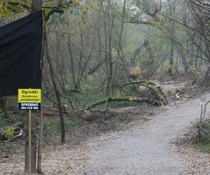 Sprawa wycinki drzew przy ul. Ogórkowej w Wawrze