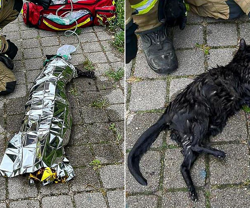 Bezbronny kot topił się w rzece. Zwierzak tracił oddech, pomoc przyszła w ostatniej chwili