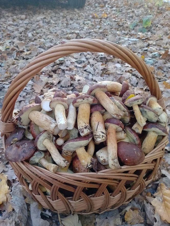 Prawdziwe skarby jesieni. Listopad to idealny czas na grzyby w Świętokrzyskiem? [Zdjęcia Waszych zbiorów]